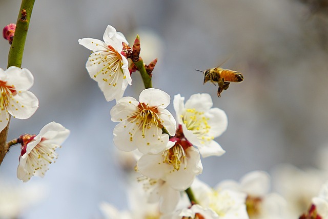 Spring blossom